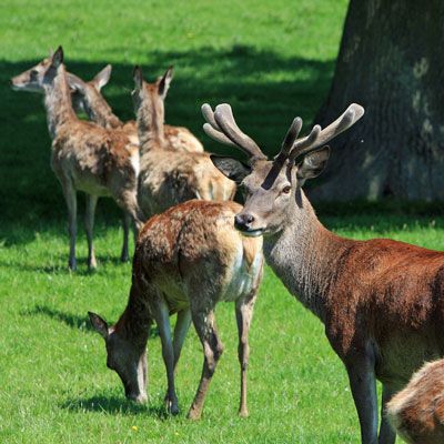 Wildtiere