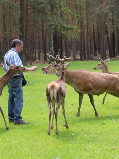 Wild Fütterung