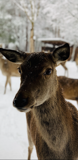 Wild im Winter