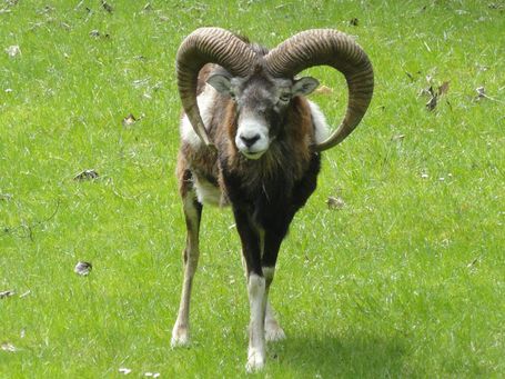 Mufflon